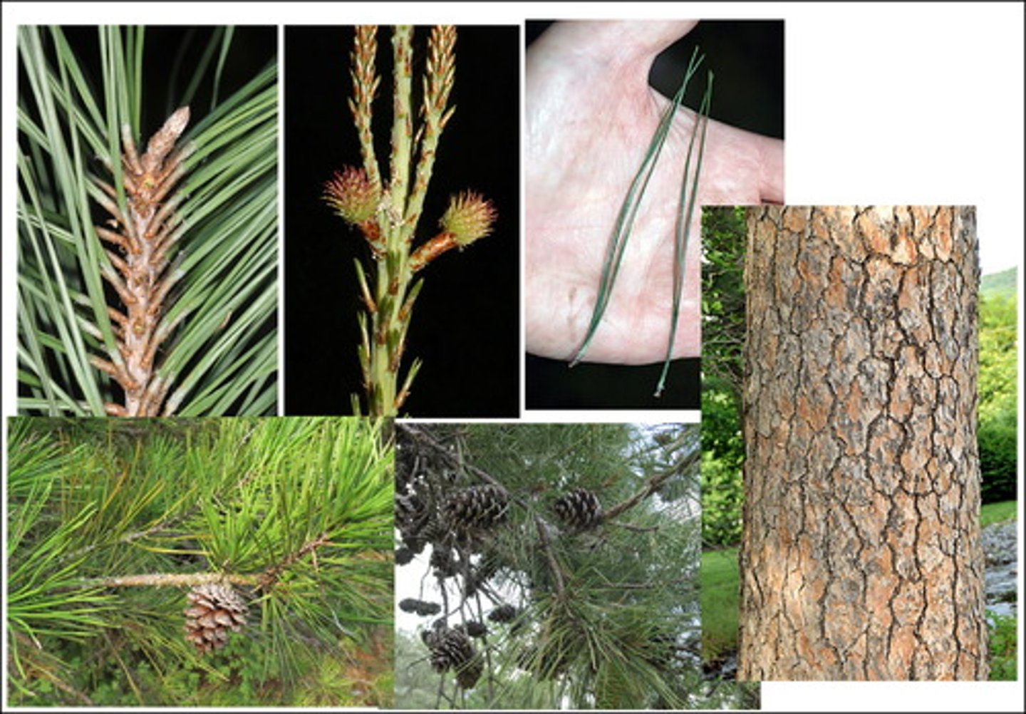 <p>2-5 inch long needles in clusters of 2, 1.5-2.5 inch cones</p>