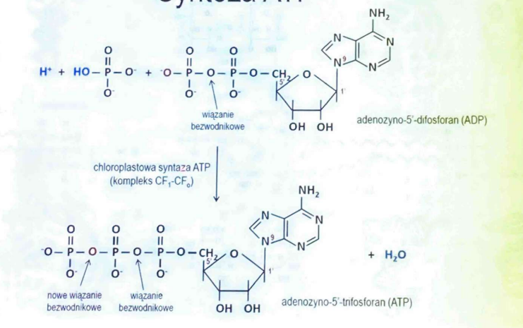 <p>fosforylacji substratowej</p>