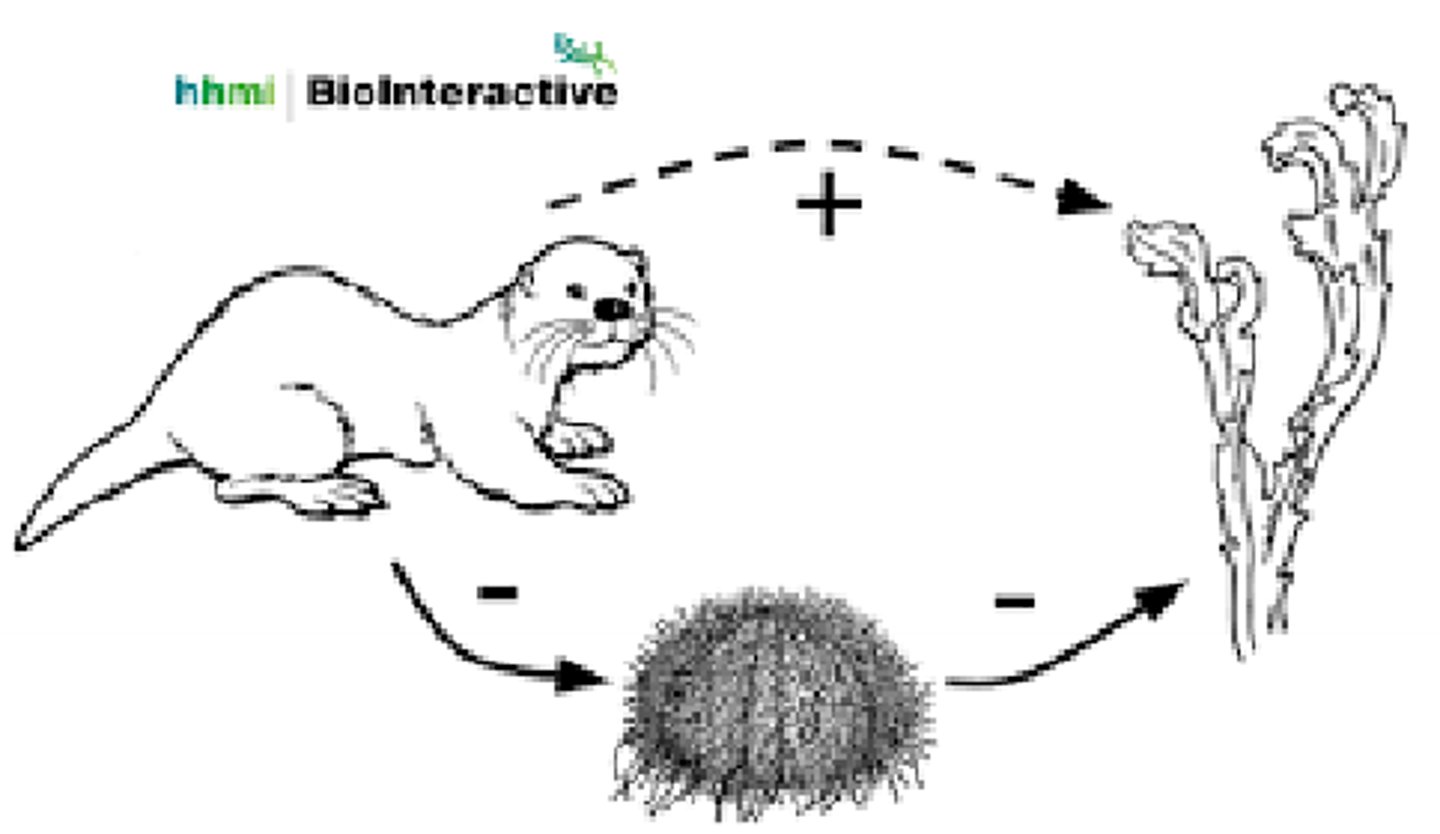 <p>- Keystone are the wedges in archways that hold up structures</p><p>- Keystone species are species that keep an ecosystem together and functioning, as they have a disproptional effect on the ecosystem relative to their abundance/population size</p><p>- Predators of frequently keystone species as they help to maintian the population of prey species</p><p>- Trophic Cascade: an irreversible shift in ecosystems resulting from the addition/removal of apex predators</p><p>- Trophic cascades may rquire human intervention to correct</p><p>- Example of Trophic Cascade: sea otters, urchins and kelp</p><p>- Sea otters (keystone species) tend to live along the northern pacific coast in kelp forests</p><p>- Sea urchins feed on the kelp and sea otters feed on the urchins</p><p>- Sea urchins breed very rapidly, and when sea otter populations are reduced, the sea urchins breed and eat the kelp so rapidly that it causes a major decline the kelp population</p><p>- This ultimately also has a negative effect on the sea urchins as they run out of their food source</p><p>- Sea otters directly reduce the sea urchin population, which indirectly helps to maintain the kelp populations</p><p>- TLDR; Sea otters decrease due to hunting ---> sea urchin populations explode due to decreased predation ---> kelp forests are consumed and collapse</p>