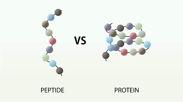 <p><span><span>single chain of amino acids joined by peptide bonds.</span></span></p>