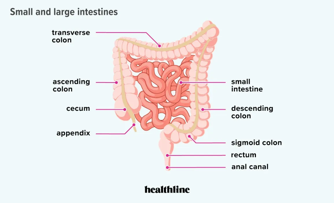 <ul><li><p>1.5 m long with 4 main sections: ascending colon, transverse colon, descending colon and sigmoid colon.</p></li><li><p>rectum stores solid waste temporarily.</p></li><li><p>anus is a sphincter valve.</p></li><li><p>caecum is a blind end sac where small intestine leads into the colon</p></li><li><p>appendix is a tiny extension from the caecum (can become infected easily and has to be removed)</p></li></ul>