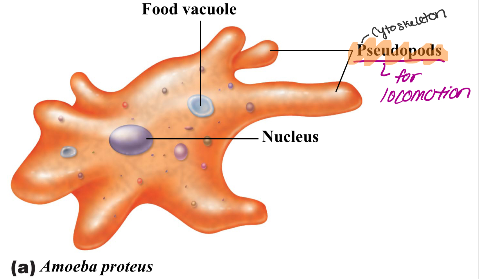 Amoebas

\-Have Pseudopods= for locomotion

*  Ex= Entamoeba histolytica= amoebic dysentery