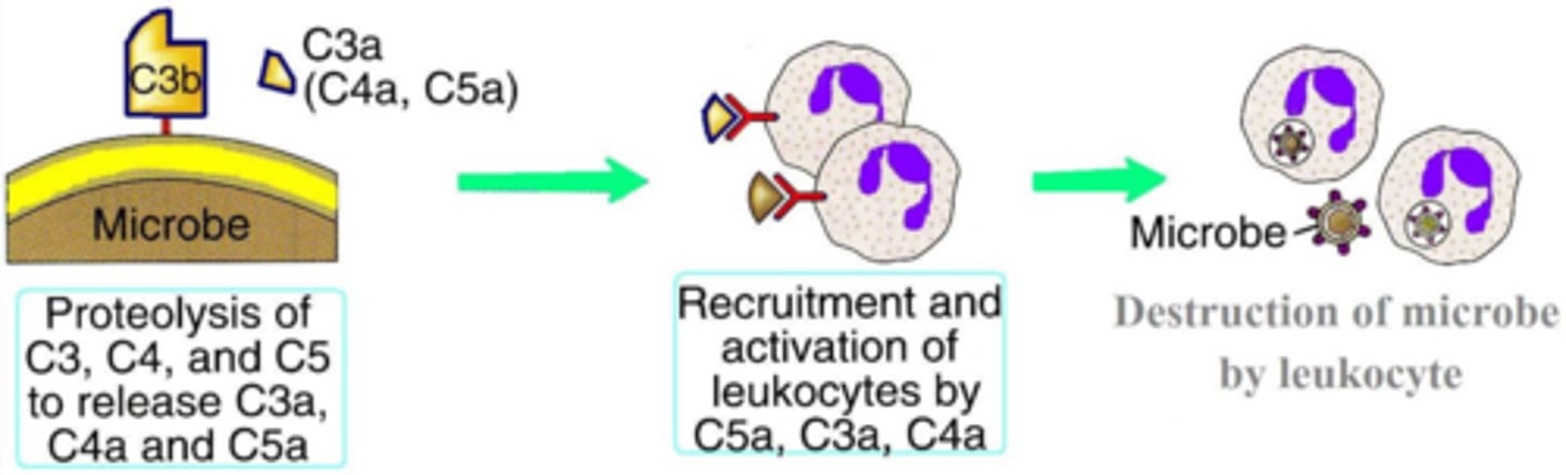 <p>C5a, C3a, C4a</p>