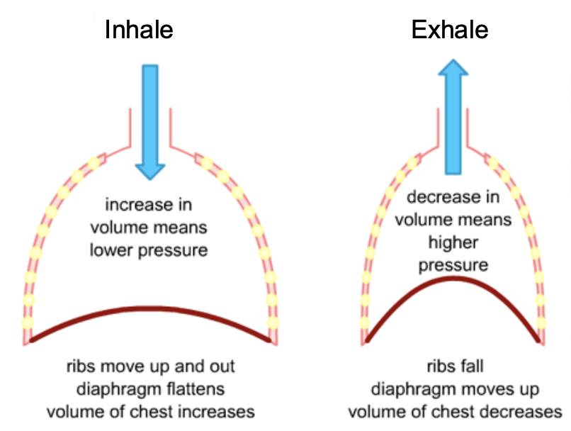 <p>mammals </p><p>rib based </p><p>• Air moves in & out by changes in size of pleural cavity </p><p>• Increase by contraction of diaphragm and intercostal muscles, and clavicle and neck </p><p>• Diaphragm contracts to increase pleural cavity size</p>