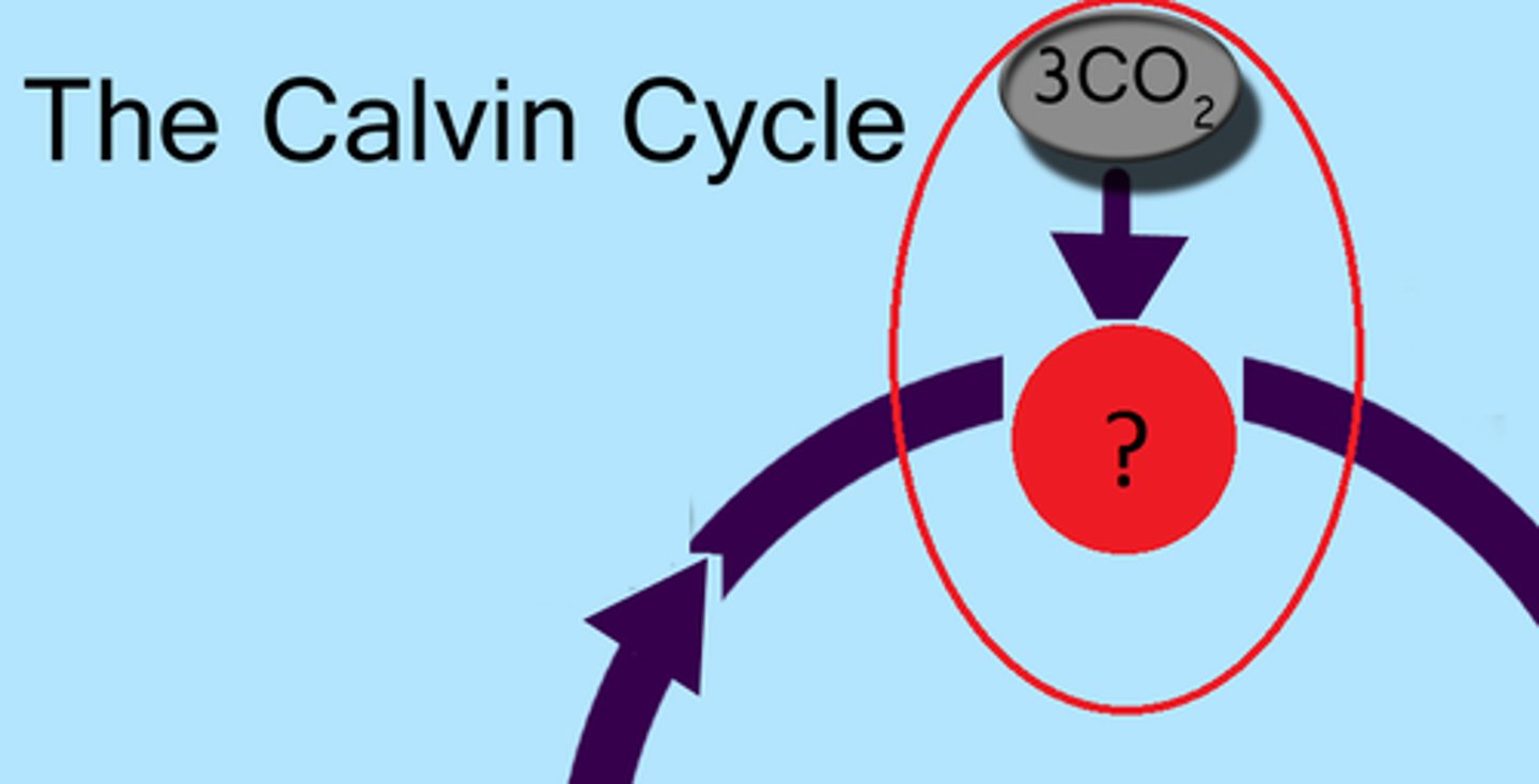 <p>enzyme that converts inorganic carbon dioxide molecules into organic molecules during the final step of the Calvin cycle</p>