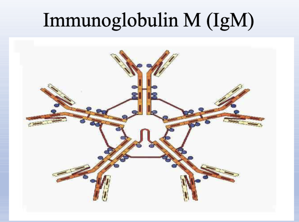 <p>5-10% of immunoglobulins, Pentameric antibody with up to five binding sites; <strong>first to appear in primary response; activates complement.</strong></p>
