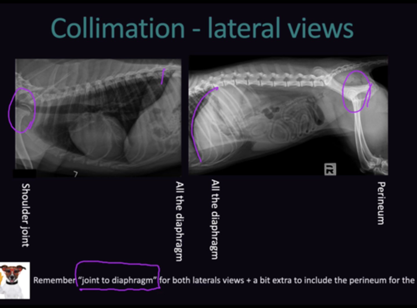 <p>"Joint to Diaphragm"</p><p>1. Shoulder Joint → All of Diaphragm Visible</p><p>2. All of Diaphragm → Hip Joint (+Perineum) Visible</p><p>3. Joint to Diaphragm</p><p>4. Will not fit on Imaging plate. 2 radiographs need to be made for each view (6 Total). Ensure caudal and cranial collimation rules are respected</p>