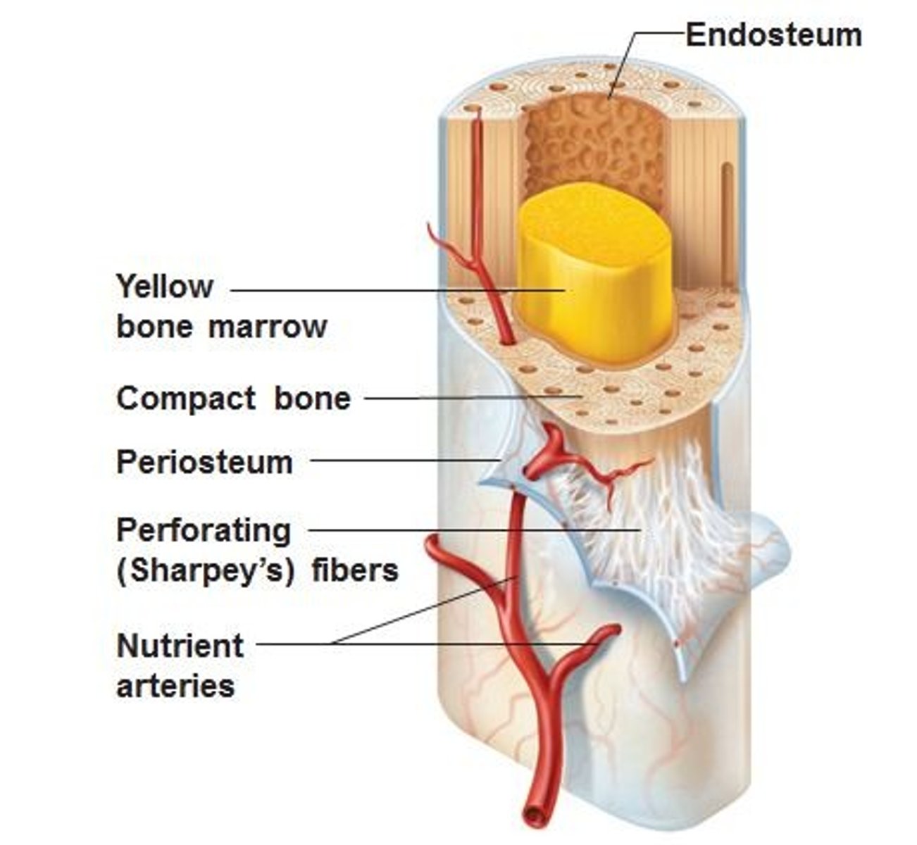 <p>periosteum = covers outside of whole bone; outermost bone layer</p><p>- contains blood vessels &amp; nerves that supply bone tissue within</p><p>- also home to osteoprogenitor cells + osteoblasts, ready to replace old bone</p>