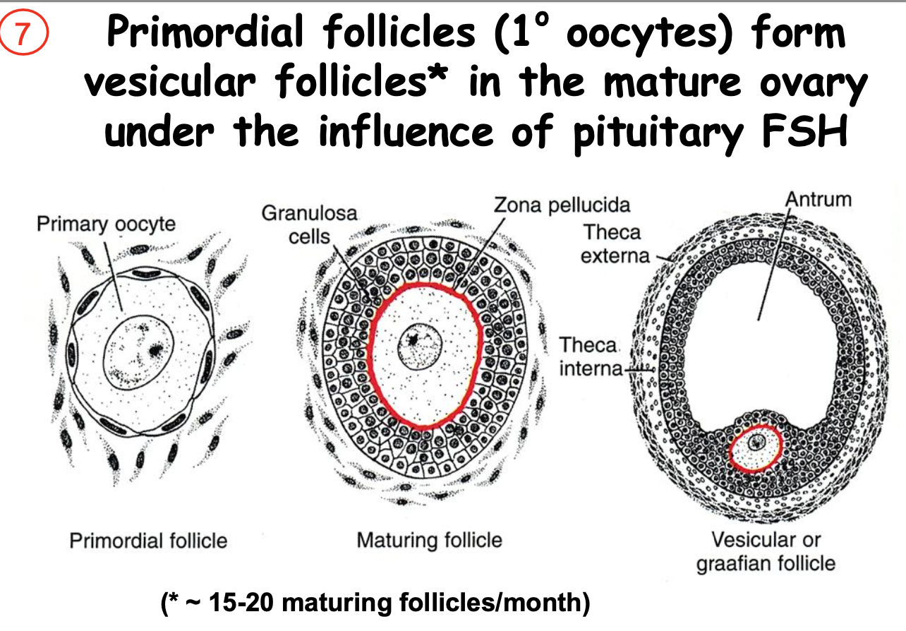 <p><strong>Pituitary FSH stimulates follicular development. (LEC OBJ)</strong></p><ul><li><p>vesicular follicles</p></li><li><p>pituitary <u>FSH</u></p></li><li><p>15-20</p></li><li><p></p></li><li><p>1 oocyte develops into vesticular follicles when stimulated by FSH.</p><ul><li><p>Zona pellucida is a membrane that forms around and encapsules oocyte as granulosa cells prolliforate around it.</p></li><li><p>As granulosa cells prolliforate, a cavity forms (antrum).</p></li></ul></li></ul><p></p>