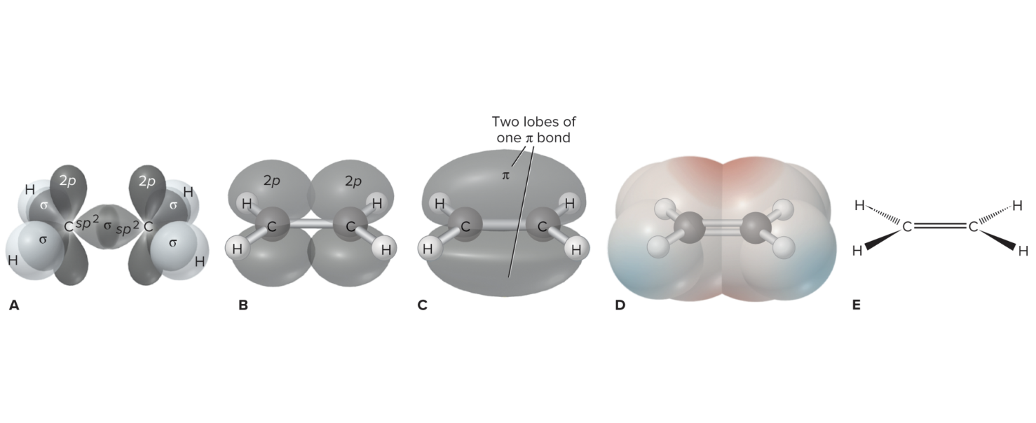 <ul><li><p><strong>Pi Bonds:</strong> Side-to-side overlapping bonds between atoms, consisting of two <strong>delocalized electrons</strong></p></li></ul><p></p>