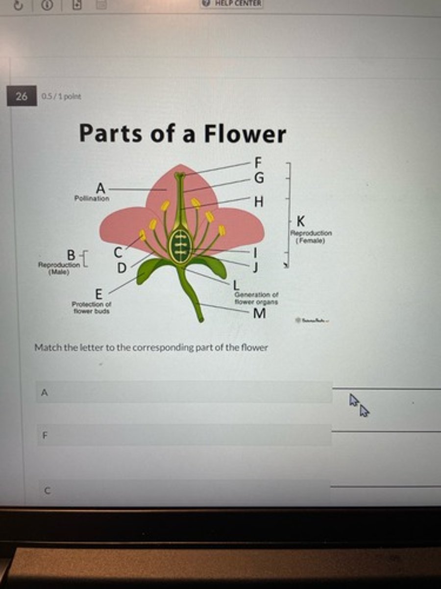 <p>A: petal</p><p>F: stigma</p><p>C: anther</p><p>K: carpel</p><p>G: style</p><p>B:stamen</p>