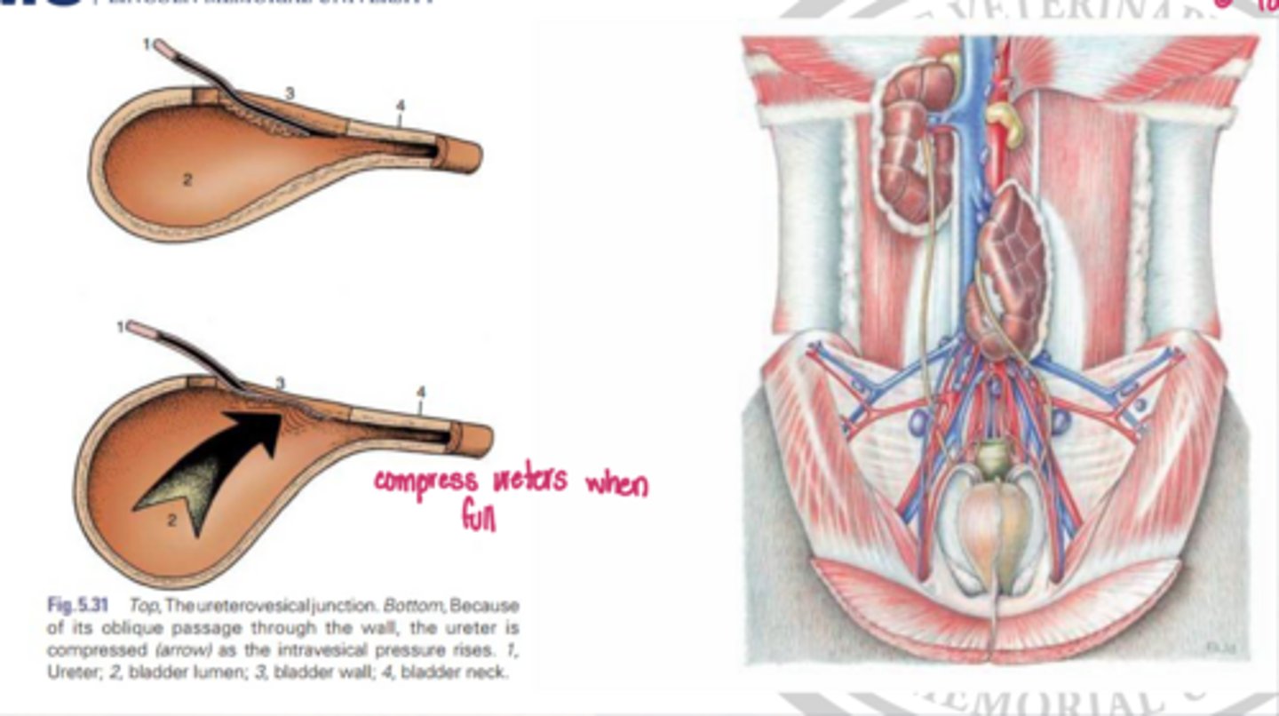 <p>how do you describe the entrance of the ureters into the bladder</p>