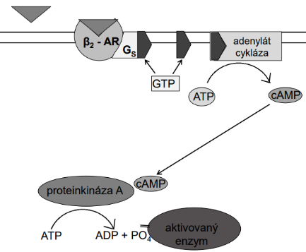 <p>malá molekula schopná rýchlej difúzie v cytoplazme, prenáša signál z CM priamo do jadra</p>