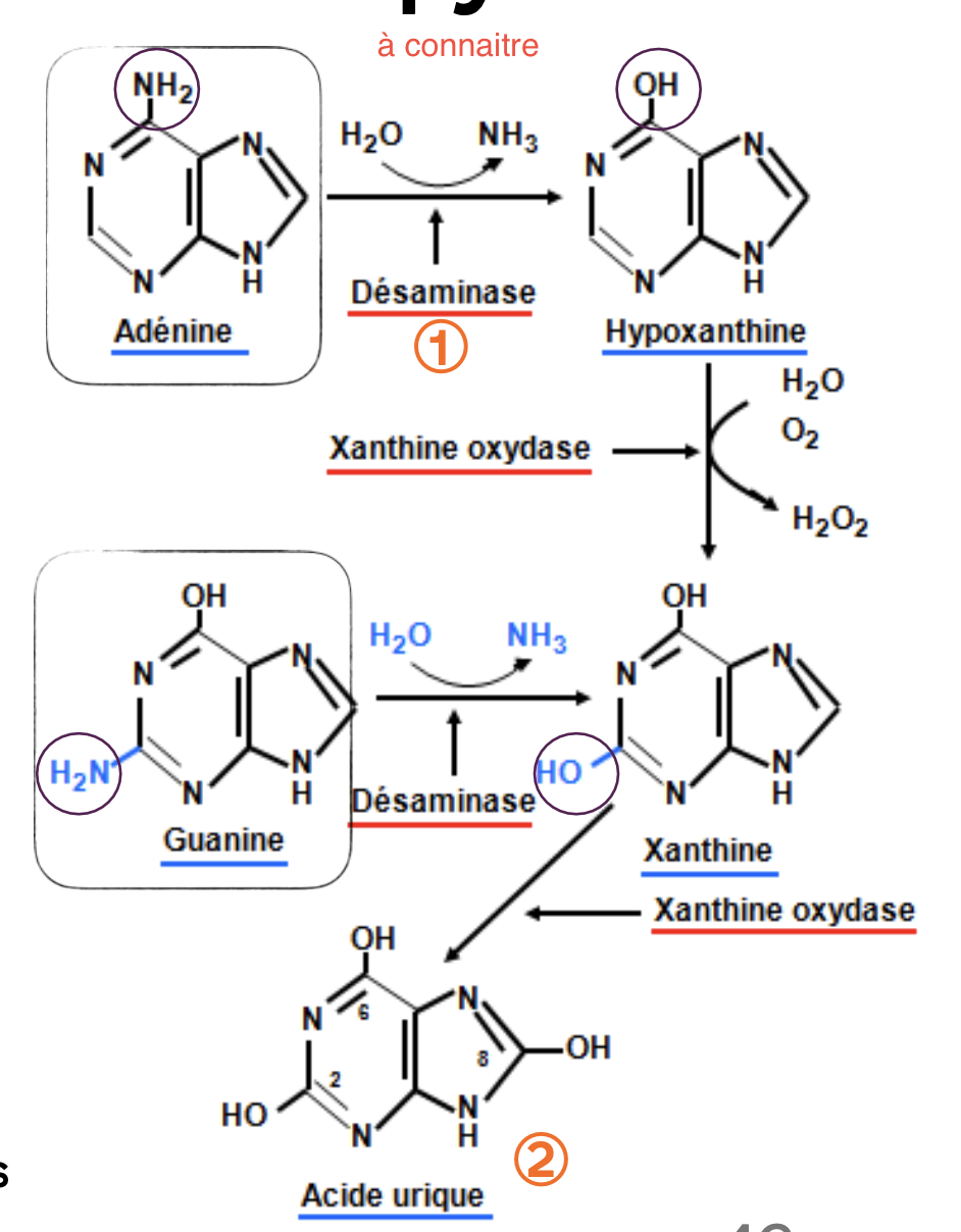 <p> Dégradation des purines beaucoup plus compliqué que pour les pyrimidines qui sont&nbsp;solubles et se dégradent facilement.</p><p>Produits de la dégradation des pyrimidines : CO<sub>2</sub> et NH<sub>3</sub>.</p>