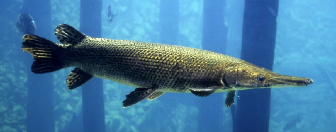 <p>gars and bowfin</p><p></p><p>Key traits:&nbsp;</p><ul><li><p>lepisosteiformes and amiiformes&nbsp;</p></li></ul><p></p>