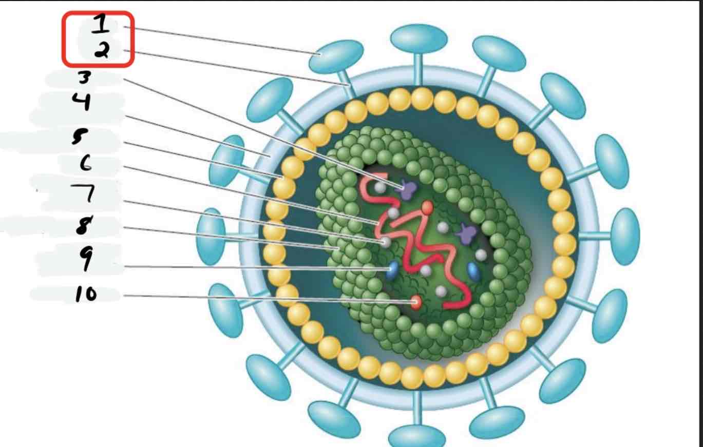 <p>HIV structure</p>