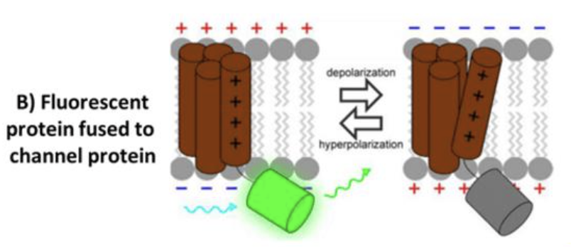 <p>fuse fluorescent protein to voltage-sensing domains, fluorescence changes based on membrane potential</p>