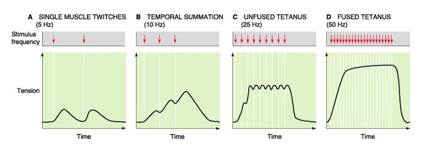 <ul><li><p>= verhoogde AP-frequentie resulteert in een sterkere contractie</p></li><li><p>sterkste contractie = tetanus</p></li><li><p>enkel bij skeletspier van toepassing</p></li></ul><p></p>