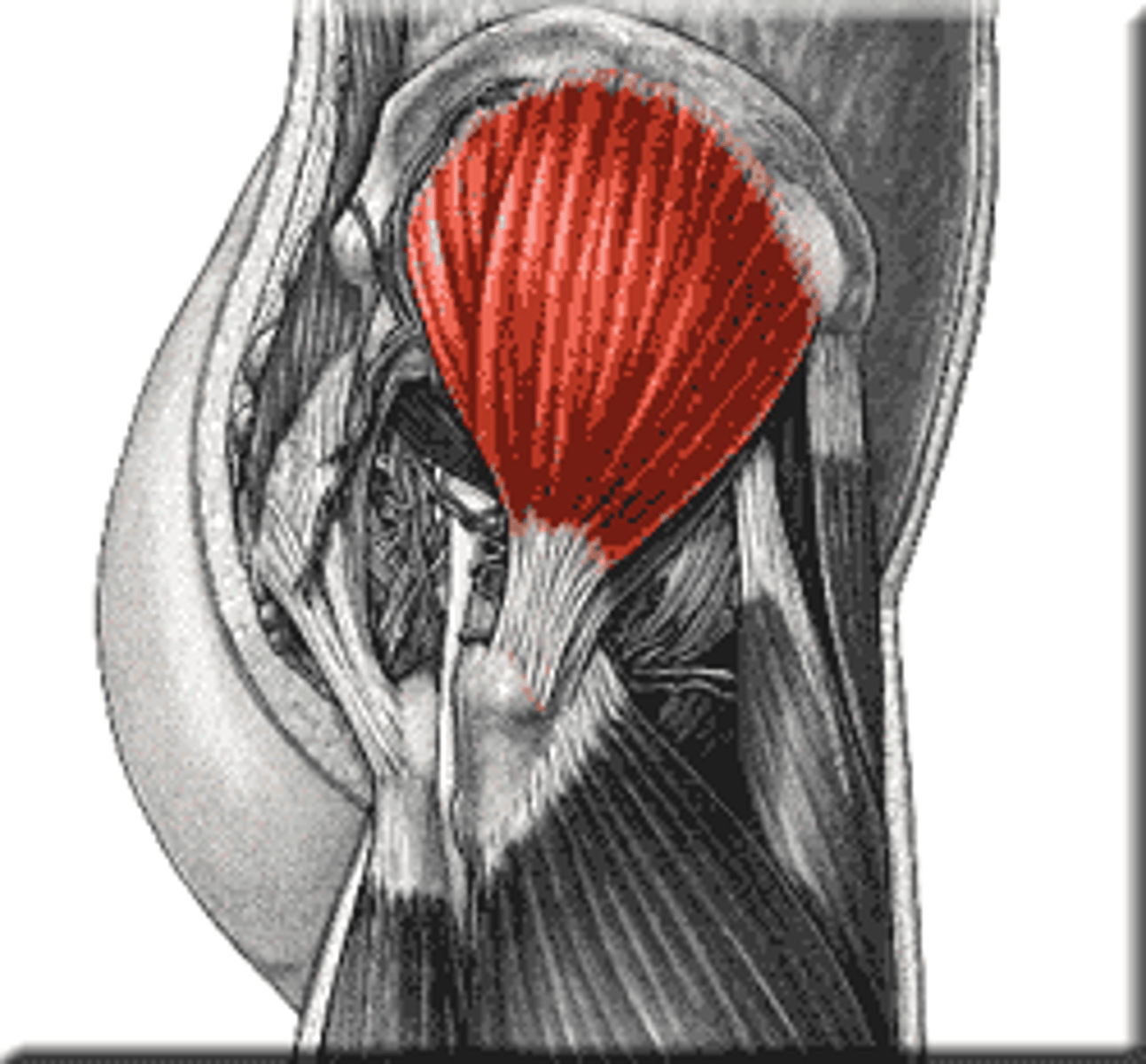 <p>Muscle responsible for abducting and medially rotating the thigh</p>