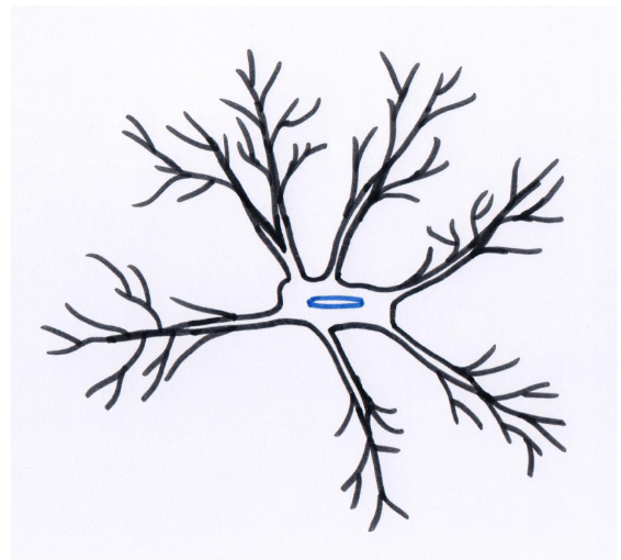 <p>gliacellen/ steuncellen: <em>steuncellen van CZS → microglia</em></p>