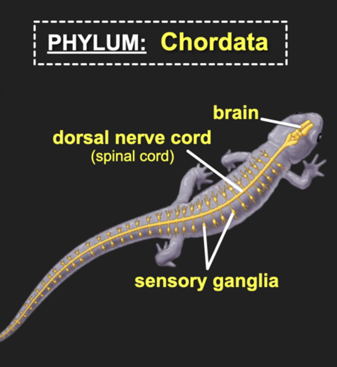 <p>- Vertebrate CNS consists of a brain and spinal cord</p><p>- PNS consists of all nerves and ganglia that connect CNS to rest of the body</p><p>- Brain and nerve cord are hollow, fluid-filled structures</p><p>- Head contains specialized sensory organs connected directly to brain via nerves</p>