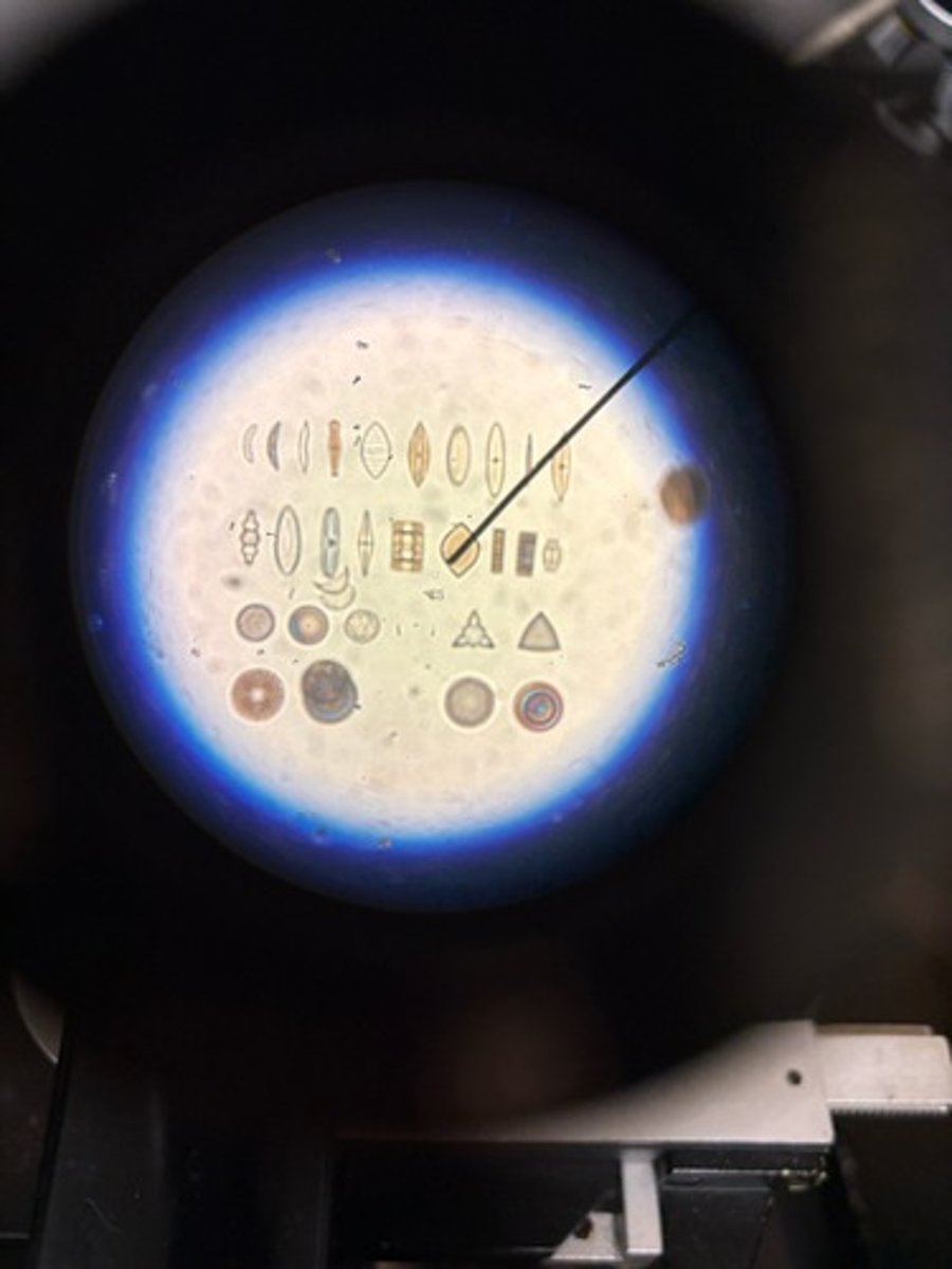 <p>Identify</p>