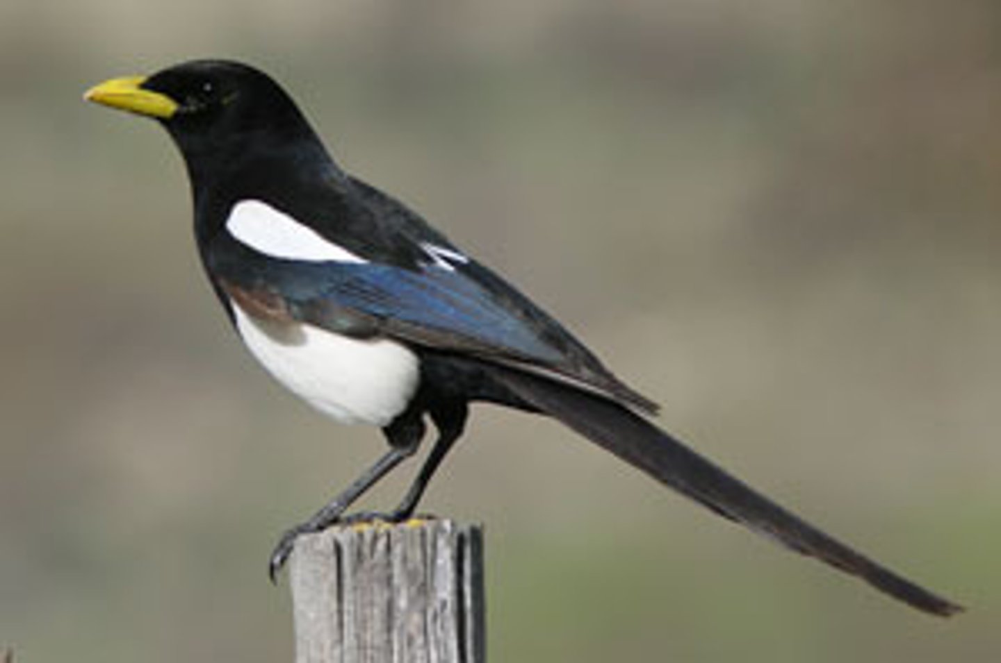 <p>Oak woodlands</p>