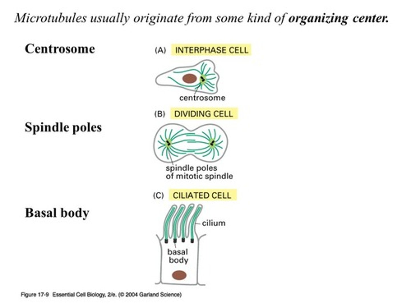 <p>This will create microtubules and microtubules like structures</p><p>The centrosome is included as one of these centers</p><p>The basal body of the flagellum or cilia are also a microtubules organizing center in the body</p>