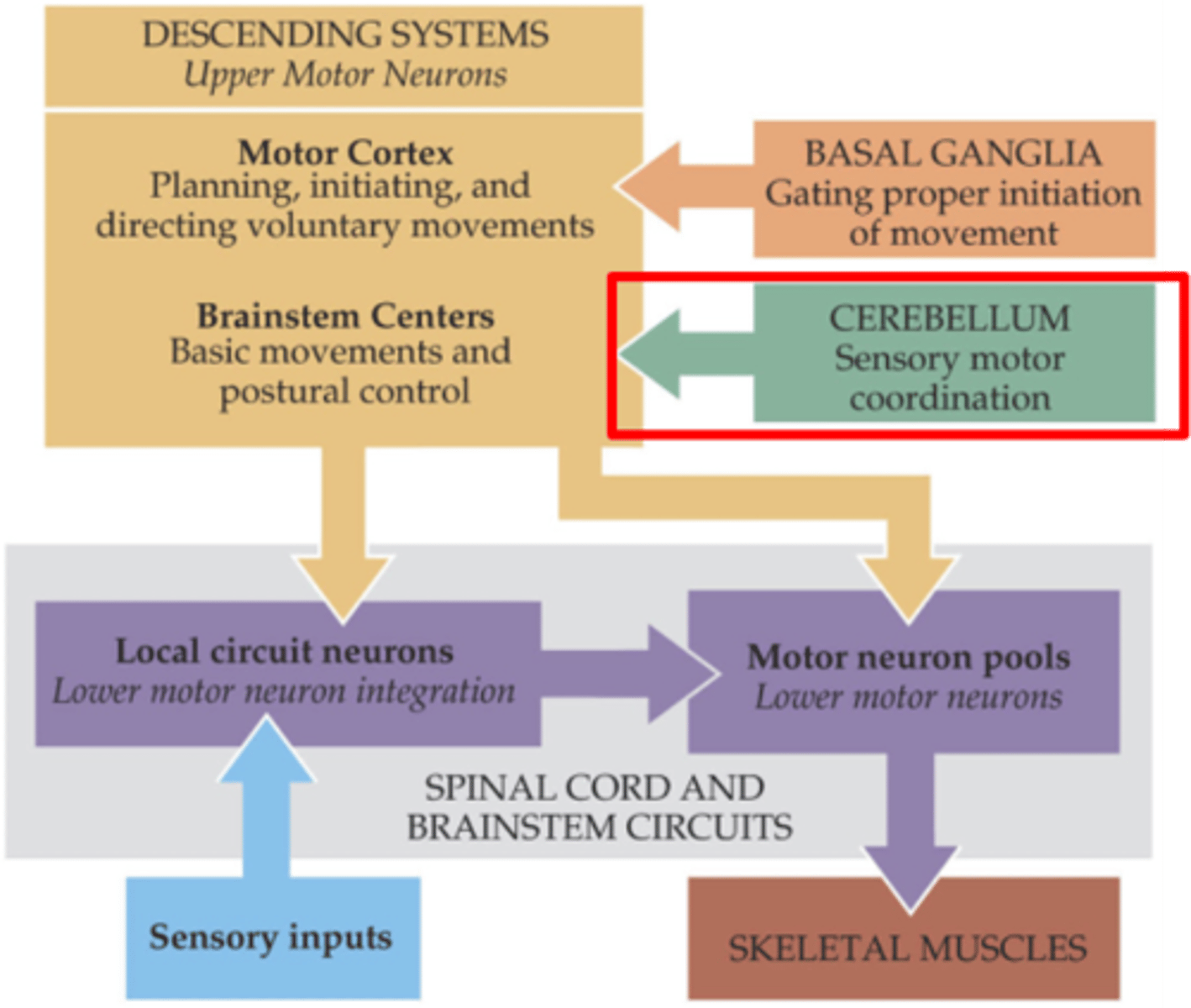 <p>What does the cerebellum modulate?</p>