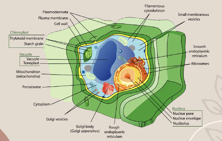 <p>A rigid structure that provides support and protection to plant cells.</p>