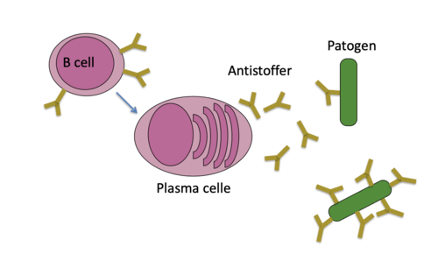 <p>De anvender antistoffer som humoralt komponent.</p><p>Man finder B lymfocytter der kan udvikle sig til plasmaceller. Th celler der kan danne cytokiner og cytotoksiske t celler der kan dræbe virusinficerede celler.</p><p>Cellerne reagerer på antigener, og dermed kræver det tidligere eksponering for et bedre immunrespons.</p><p>I begyndelsen findes der kun få B og T celler der genkender agensaen. De skal dermed ekspandere og affinitesmodnes. Herfra bliver immunsystemet dermed bedre og bedre til og genkende mikroorganismerne da de har dannet flere antistoffer imod mikroorganismen.</p><p>Jo flere memocy celler kroppen har, jo mindre syg vil man blive af agensaen- man er dermed blevet immun.</p>