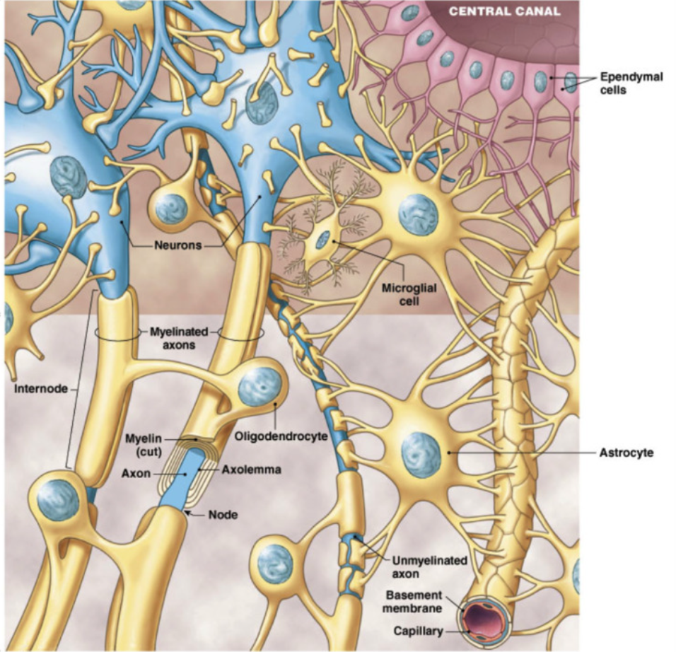 <ul><li><p>cerebral spinal fluid CFS (from ependymal cells)&nbsp;</p><ul><li><p>clear fluid in brain and spinal cord&nbsp;</p></li><li><p>function: protection + support, nutrients delivery for brain, remove waste, immune protection&nbsp;</p></li><li><p>constant circulation (drains into veins)</p></li></ul></li></ul><p></p><ul><li><p>Blood Brain Barrier&nbsp;</p><ul><li><p>highly selective permeable membrane</p></li><li><p>specialized capillaries and neuroglia that tightly regulate what moves into CSF from plasma</p></li><li><p>astrocytes bind neurons to capillary beds of brain&nbsp;→ selective food exchange between blood and brain</p></li></ul></li></ul><p></p><ul><li><p>Myelin (oligodendrites (CNS) and schwann (PNS))</p><ul><li><p>insulating membranes surrounding SOME axons (white matter)</p></li><li><p>from specialized neuroglia: oligodendrites in CNS, schwann cells in PNS</p></li><li><p>increase in speed of action potential down axon with some gaps</p></li><li><p>white matter = myelinated axons</p></li><li><p>gray matter = unmyelinated axons + cell bodies</p></li></ul></li></ul><p></p>