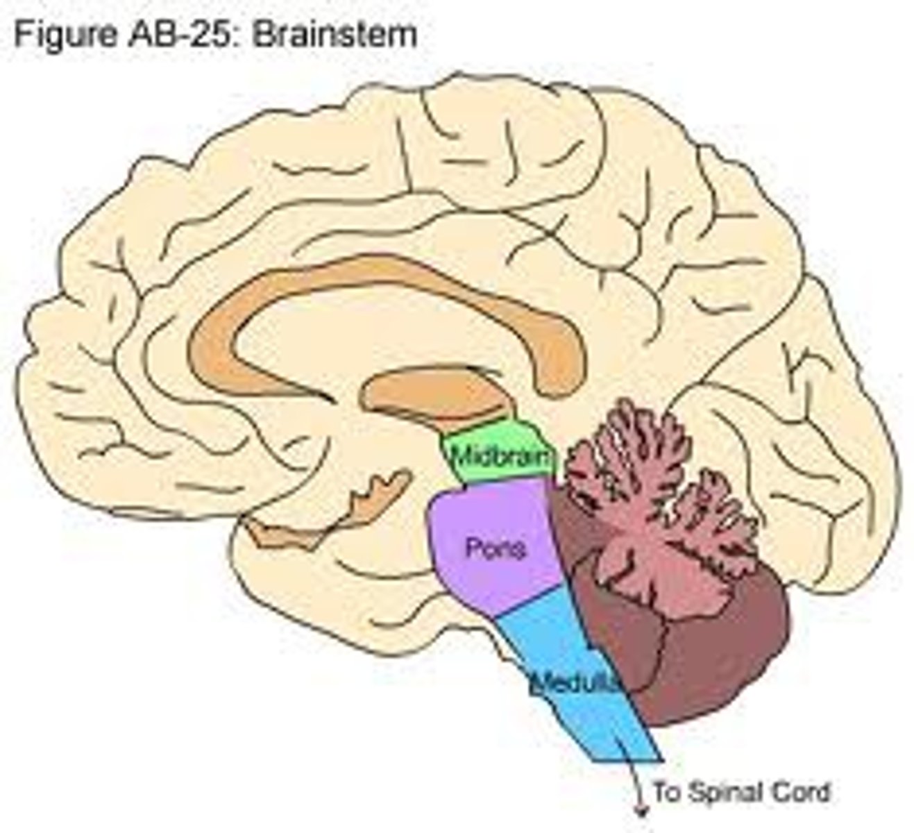 <p>medulla, pons, midbrain, thalamus, and hypothalamus</p>