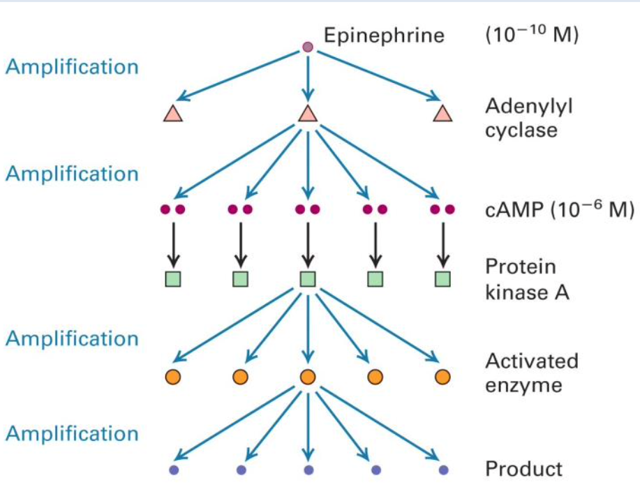 <p><strong>Signal amplification</strong></p>