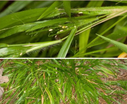 <p>What is the genus of this plant species?</p>