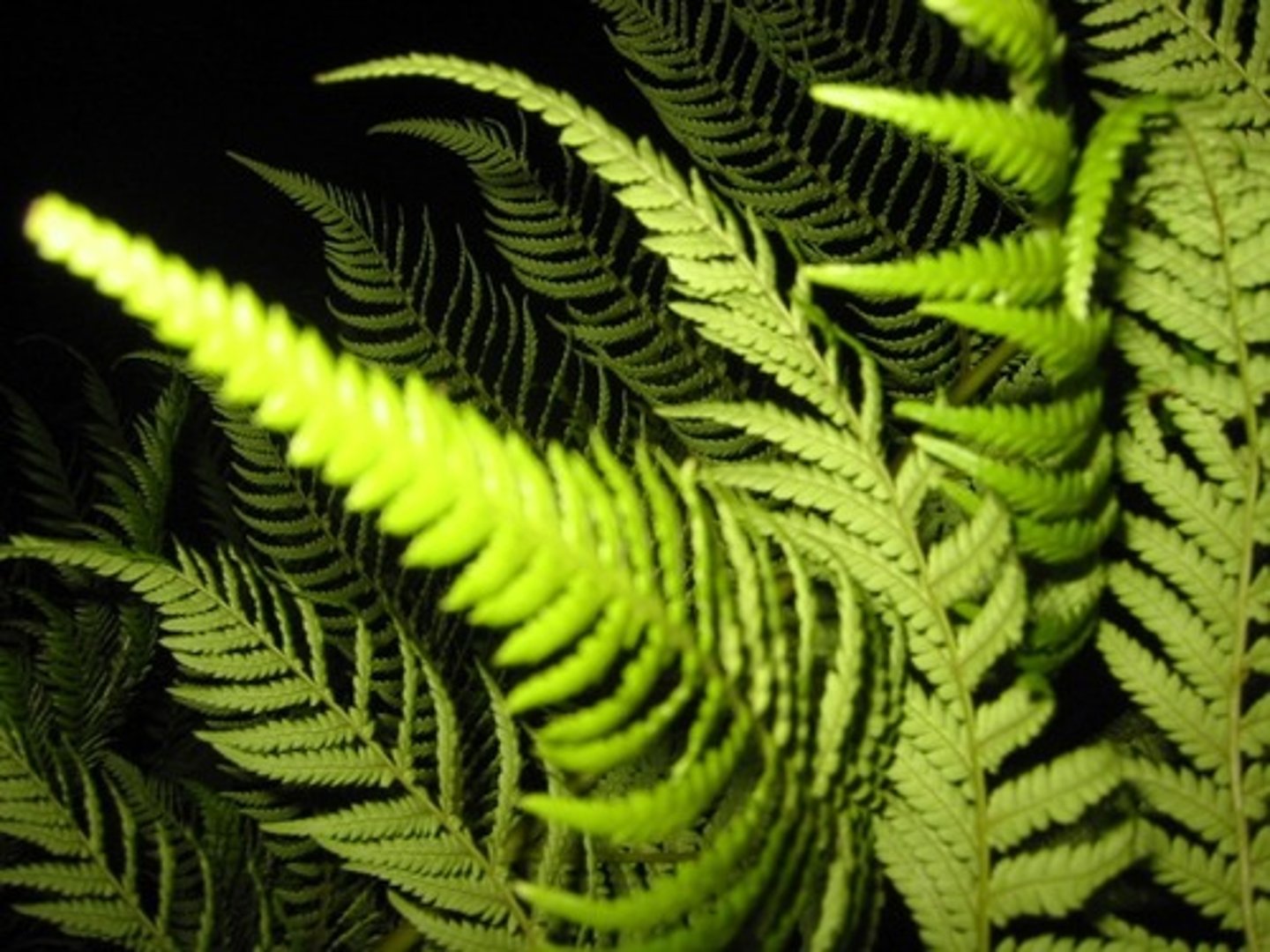 <p>Vascular, seedless, has fronds with varying levels of division</p>