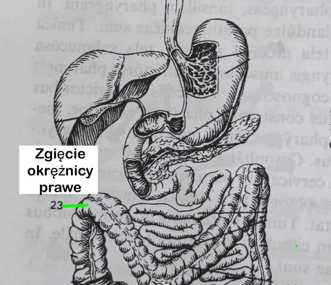 <p>Zgięcie okrężnicy prawe</p>