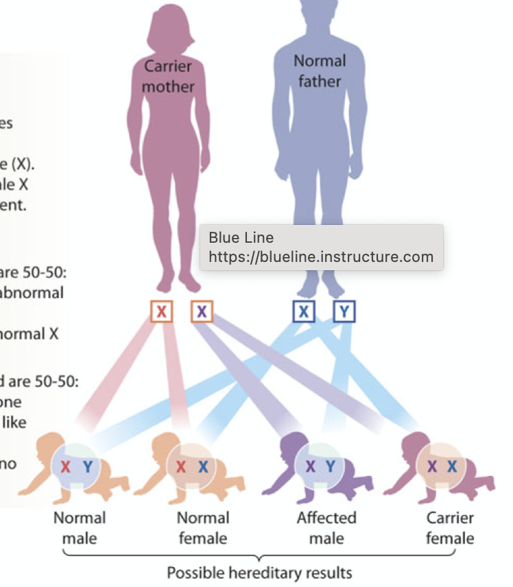 <p>inherited differently between men and women</p>