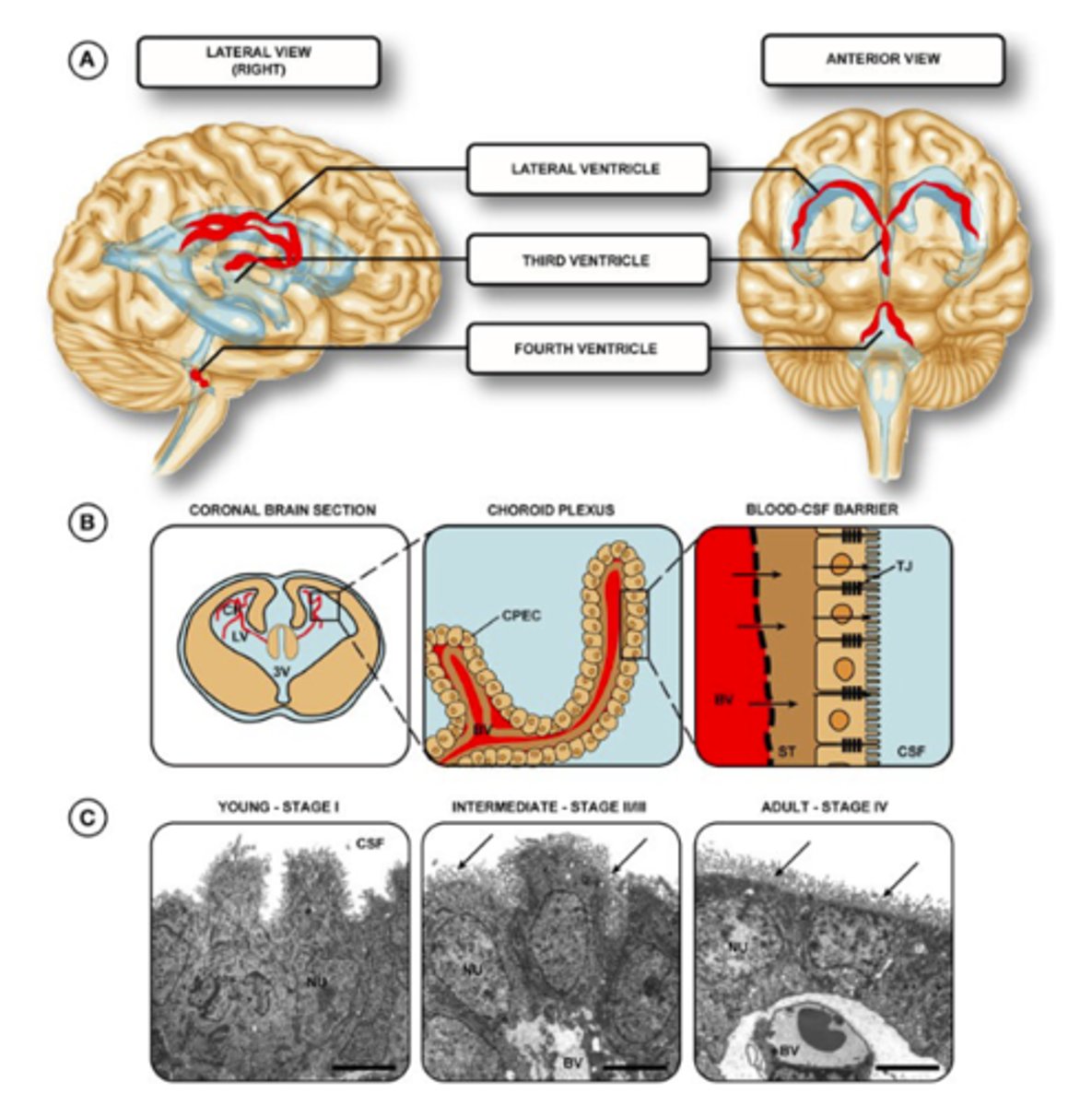 <p>- Secretes growth factors helping neurogenesis.</p><p>- Gateway for immune system to enter brain.</p><p>- Form blood CSF barrier.</p>