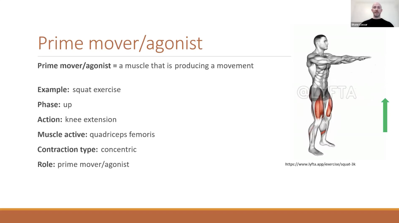 <ul><li><p>Concentrically contracting muscles are ALWAYS agonists</p></li><li><p>Gravity can also be a prime mover, when the muscle is moving downward</p></li></ul><p></p>