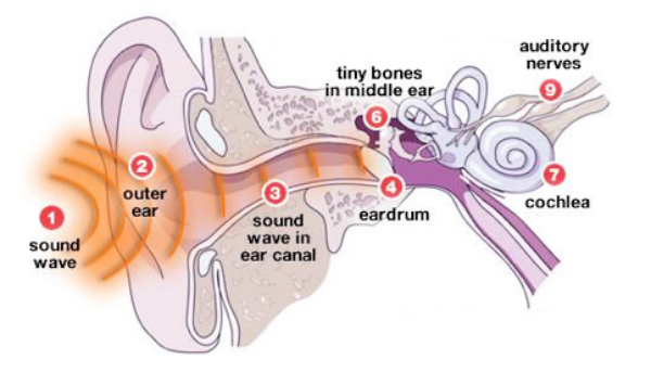 <p><span><span>first, the pinna and ear canal direct sound waves to the eardrum, which vibrates. These vibrations pass through the three small bones of the middle ear—the malleus, incus, and stapes—which amplify them and transmit them to the </span></span>oval window<span><span> of the inner ear. This causes fluid in the snail-shaped </span></span>cochlea<span><span> to move, which in turn stimulates tiny hair cells that convert the vibrations into electrical signals. The </span></span>auditory nerve<span><span> then carries these signals to the brain for interpretation as sound</span></span></p>