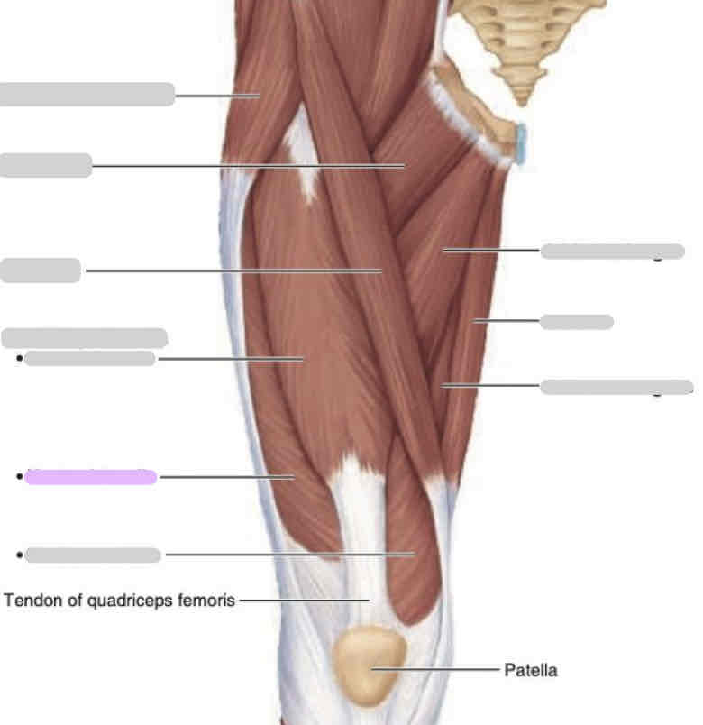 <p>Anterior thigh (superficial)</p>
