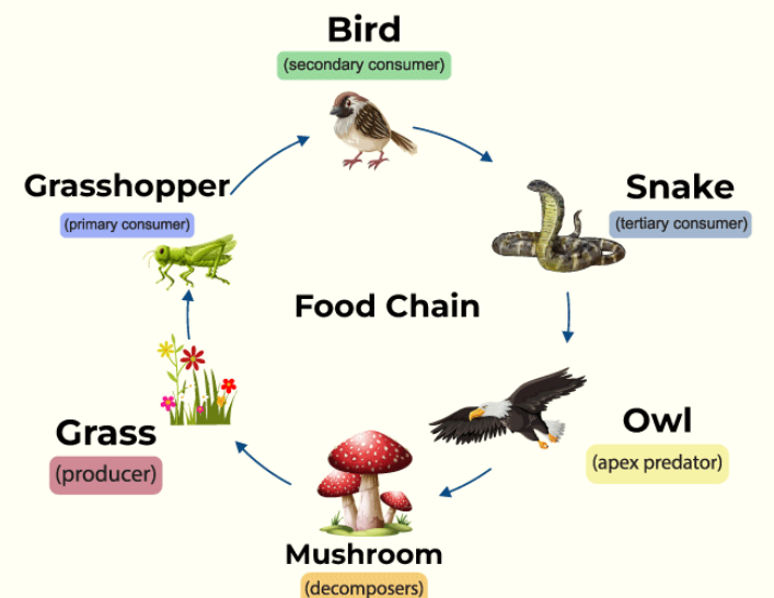 <p>a linear sequence of organisms<span><span> where each organism serves as food for the next in the chain, illustrating how energy and nutrients flow through</span></span></p>