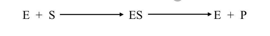<p>What is the enzyme-substrate complex?</p>