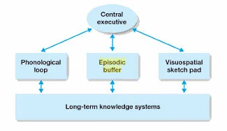 <ul><li><p>developed by Baddeley and Hitch (1974)</p></li><li><p>believed that short term memory is not just one store, this model focuses on STM as an active space</p></li><li><p>states that LTM is a passive store that holds previously learned material for use of STM as needed</p></li></ul><p></p>