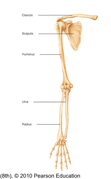 <p>each of these have a left and right version. there is a left ulna and right ulna for ex</p><p>Clavicle- the most proximal.</p><p>Scapula</p><p>Humerus</p><p>Ulna</p><p>Radius</p><p>Carpals</p><p>Metacarpals</p><p>Phalanges - most distal</p>