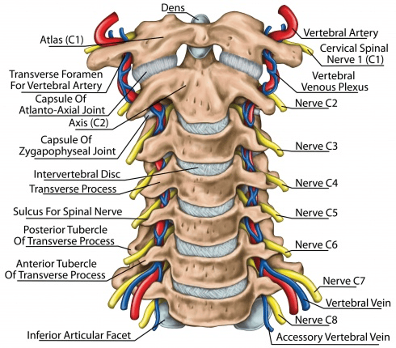 <p>31 pairs</p><p>C1-C7 = comes out above vertebrae</p><p>C8</p><p>T1-S5 = comes out below vertebrae</p>