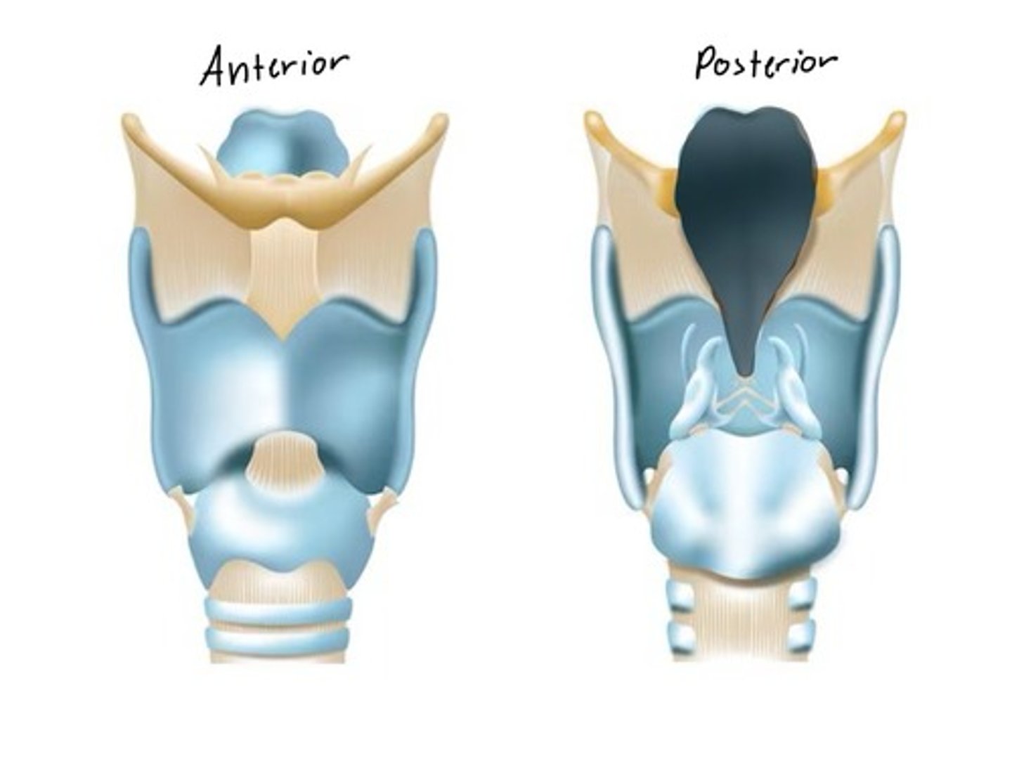 <p>Structure that covers the glottis during swallowing</p>