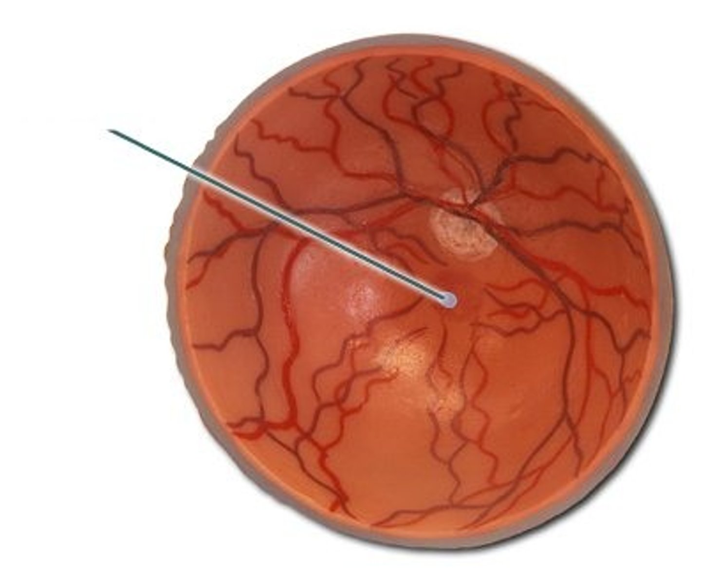 <p>A small depression in the retina of the eye where visual acuity is highest. The center of the field of vision is focused in this region, where retinal cones are particularly concentrated.</p>