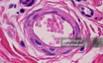 <ol><li><p>One</p></li><li><p>basement membrane</p></li><li><p>smooth</p></li><li><p>flattened</p></li><li><p>blood vessels and lymphatic vessels</p></li></ol><p></p>